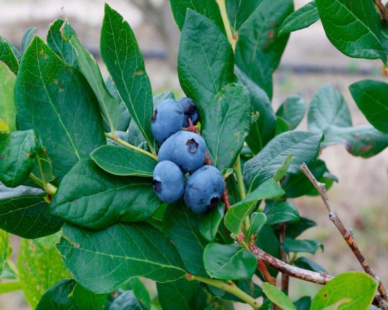 Blueberries