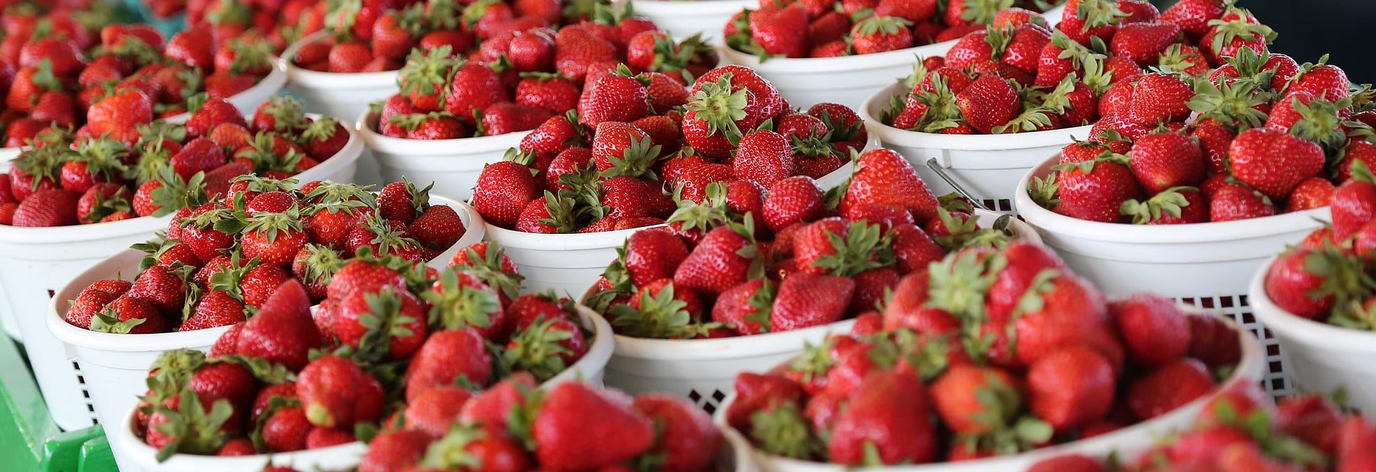 Strawberry buckets 